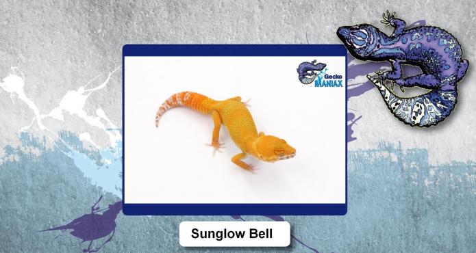 Sunglow bell 1