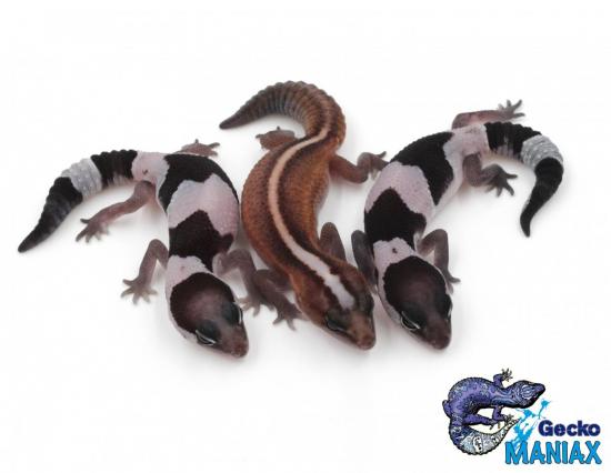 Gecko à queue grasse