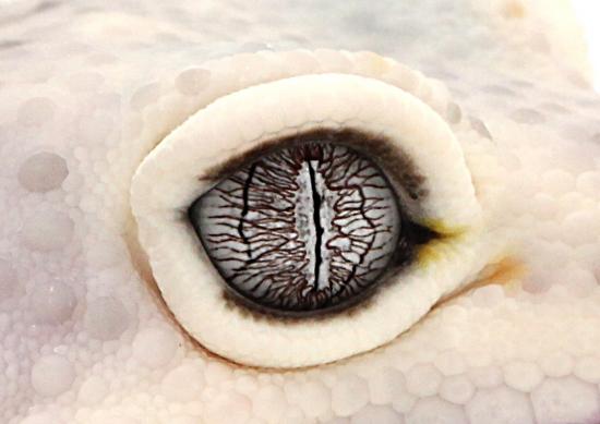 Oeil macro