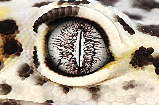 Oeil macro