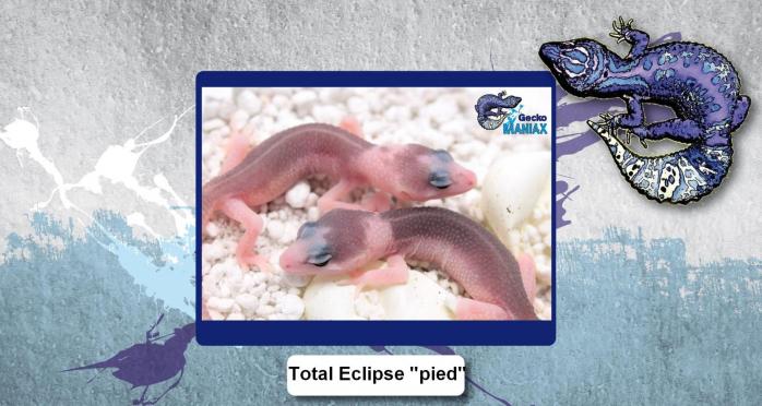 Total eclipse pied
